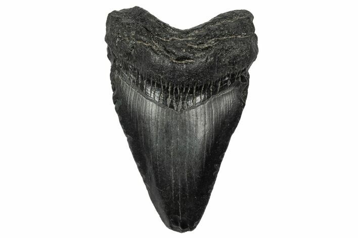 Juvenile Megalodon Tooth - South Carolina #340534